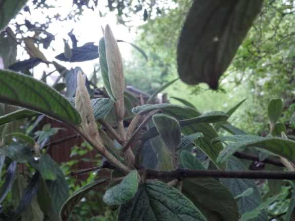 Leather Leaf Viburnum - Viburnum rhytidophyllum, click for a larger image