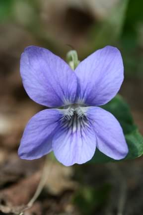 Dog Violet - Viola riviniana, click for a larger image, photo licensed for reuse CCASA3.0