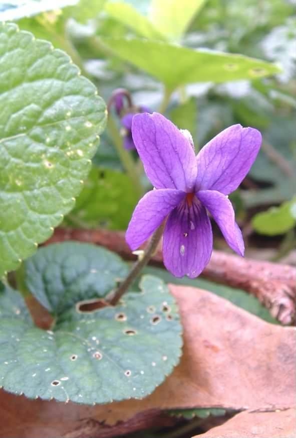 Sweet Violet - Viola odorata