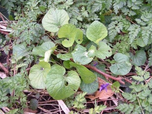 Sweet Violet - Viola odorata