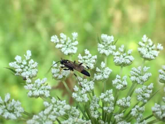 Parasitic Wasp - Ichneumon suspiciosus, click for a larger image