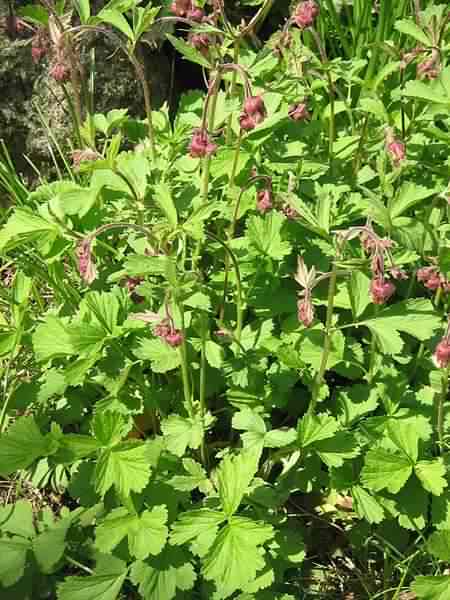 Water Avens - Geum rivale, click for a larger photo, photo licensed for reuse CCASA3.0