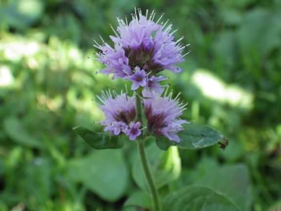 Water Mint - Mentha aquatica, click for a larger image