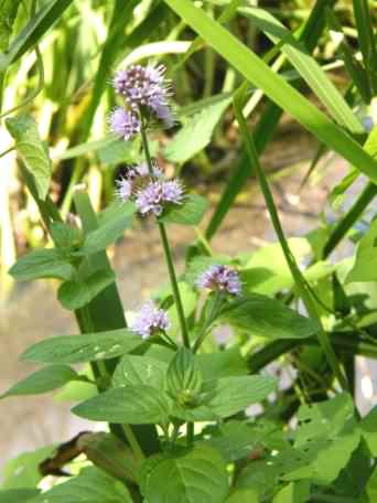 Water Mint - Mentha aquatica, click for a larger image