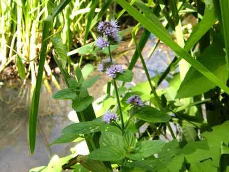 Water Mint - Mentha aquatica, click for a larger image