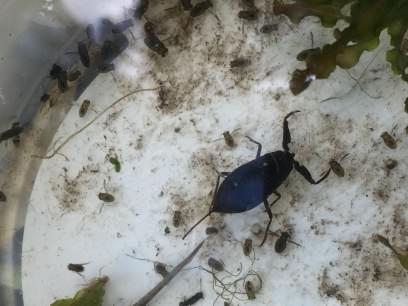 Water scorpion - Nepa cinerea, click for a larger image, used with permission