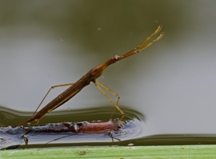 Water Stick insect - Ranatra linearis, click for a larger image, photo licensed for reuse CCBYSA4.0