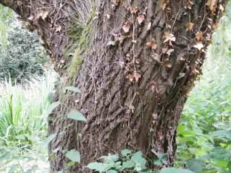 Weeping Willow - Salix babylonica, click for a larger image