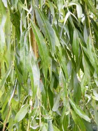 Weeping Willow - Salix babylonica, click for a larger image