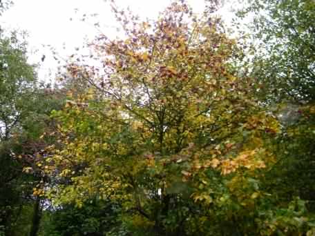 Whitebeam - Sorbus aria, click for a larger photo