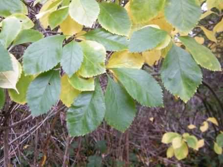 Whitebeam - Sorbus aria, click for a larger photo