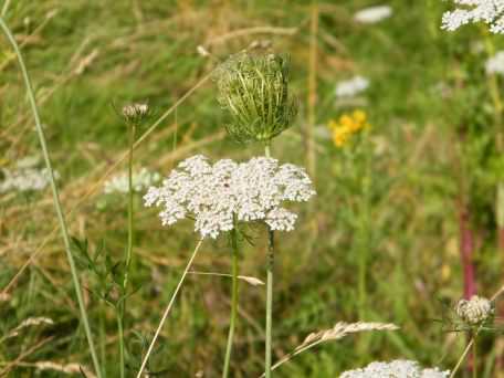 Yarrow - Achillea millefolium, click for a larger image