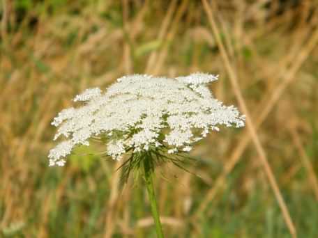 Yarrow - Achillea millefolium, click for a larger image