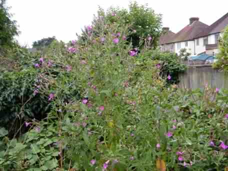 Great Willowherb - Epilobium hirsutum, click for a larger image