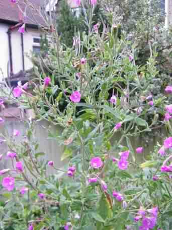 Great Willowherb - Epilobium hirsutum, click for a larger image