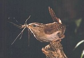 Winter Wren - Troglodytes troglodytes