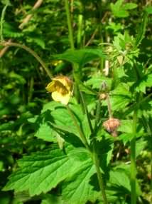 Wood Avens - Geum urbanum, click for a larger image, image is in the public domain