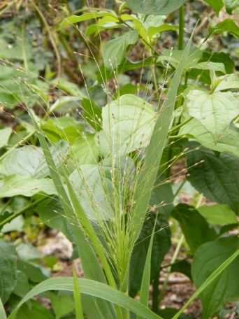 Wood Melick - Melica uniflora, click for a larger image