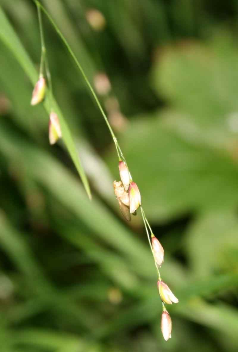 Wood Melick - Melica uniflora, click for a larger image, photo licensed for reuse CCBY3.0