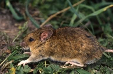 Wood Mouse - Apodemus sylvaticus, click for a larger image, licensed for reuse CCBY3.0