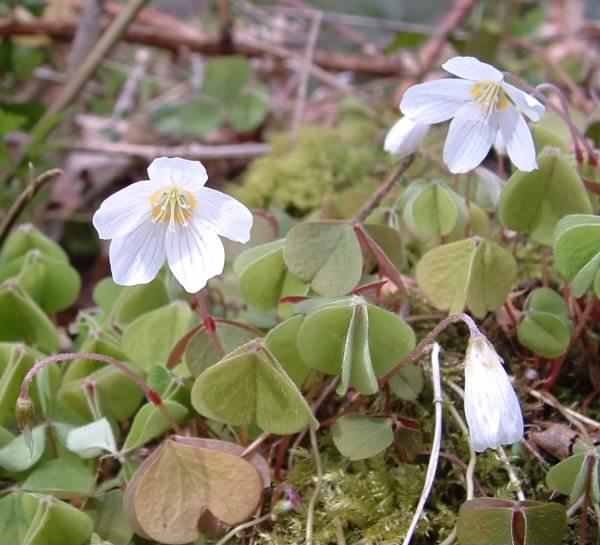 Wood Sorrel species information page