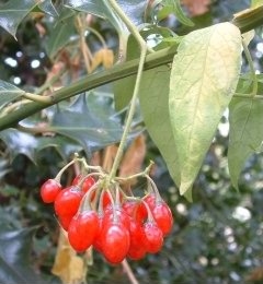 Woody Nightshade - Solanum dulcamara