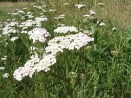 Yarrow - Achillea millefolium, click for a larger image