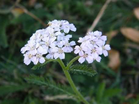 Yarrow - Achillea millefolium, click for a larger image