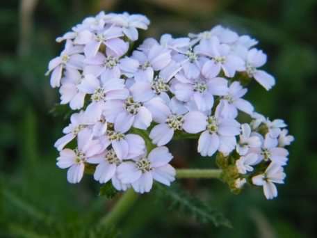 Yarrow - Achillea millefolium, click for a larger image