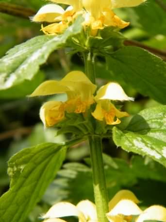 Yellow Archangel - Lamium (Lamiastrum) galeobdolon, click for a larger image