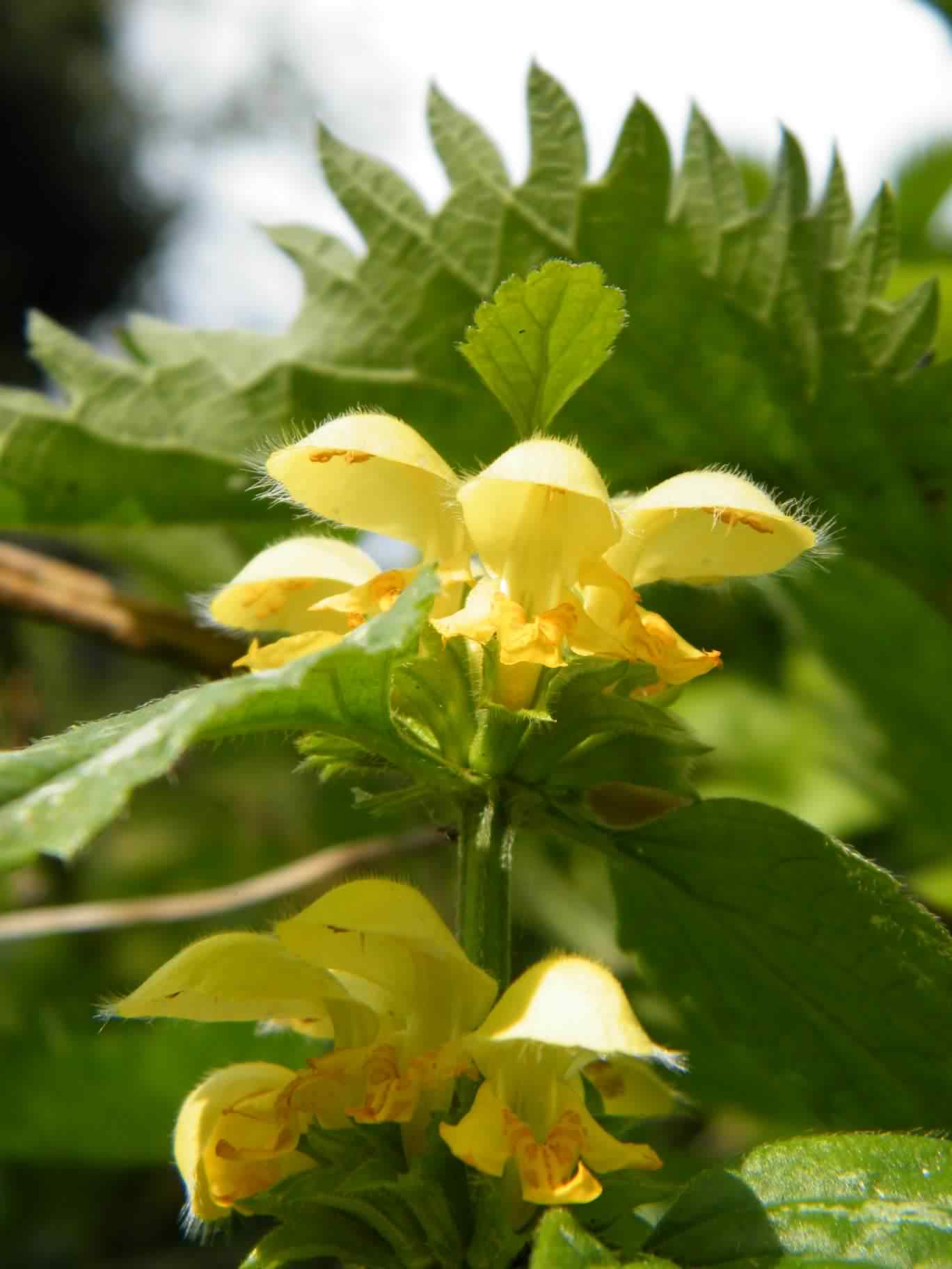 Yellow Archangel - Lamium (Lamiastrum) galeobdolon, click for a larger image