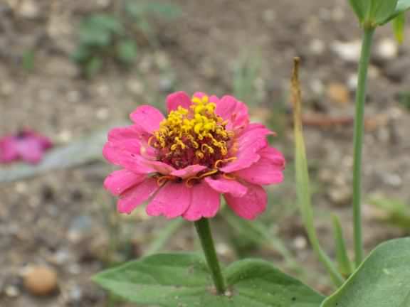 Common Zinia - Zinnia elegans, click for a larger image